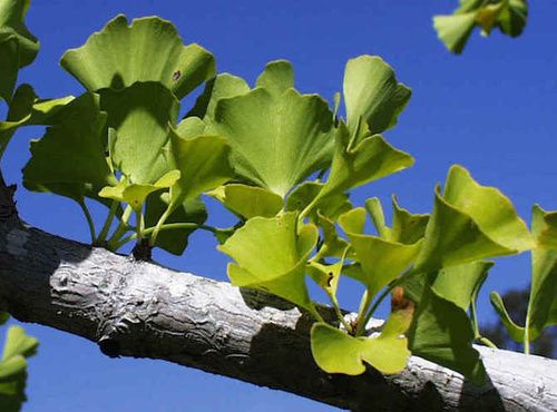 ginkgo biloba per cura erezione
